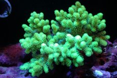 画像1: 【サンゴ】【通販】【沖縄産】ナグラカタトサカ（メタリックグリーン）MLサイズ（個体販売）(±13ｃｍ）No.3（生体）（サンゴ） (1)
