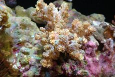 画像1: 【サンゴ】【通販】キバナトサカsp. (SMサイズ）（個体販売）(±5-6ｃｍ）No.1（生体）（サンゴ） (1)