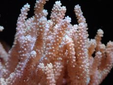 画像2: 【サンゴ】【通販】【沖縄産】ヤナギカタトサカ（Mサイズ）（個体販売）(±15ｃｍ）（生体）（サンゴ） (2)