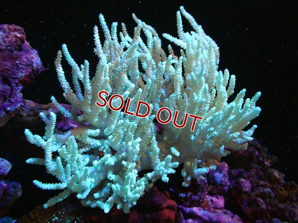 画像1: 【サンゴ】【通販】【沖縄産】ヤナギカタトサカ（ML)（個体販売）（±15-20cm)No.1（生体）（サンゴ） (1)