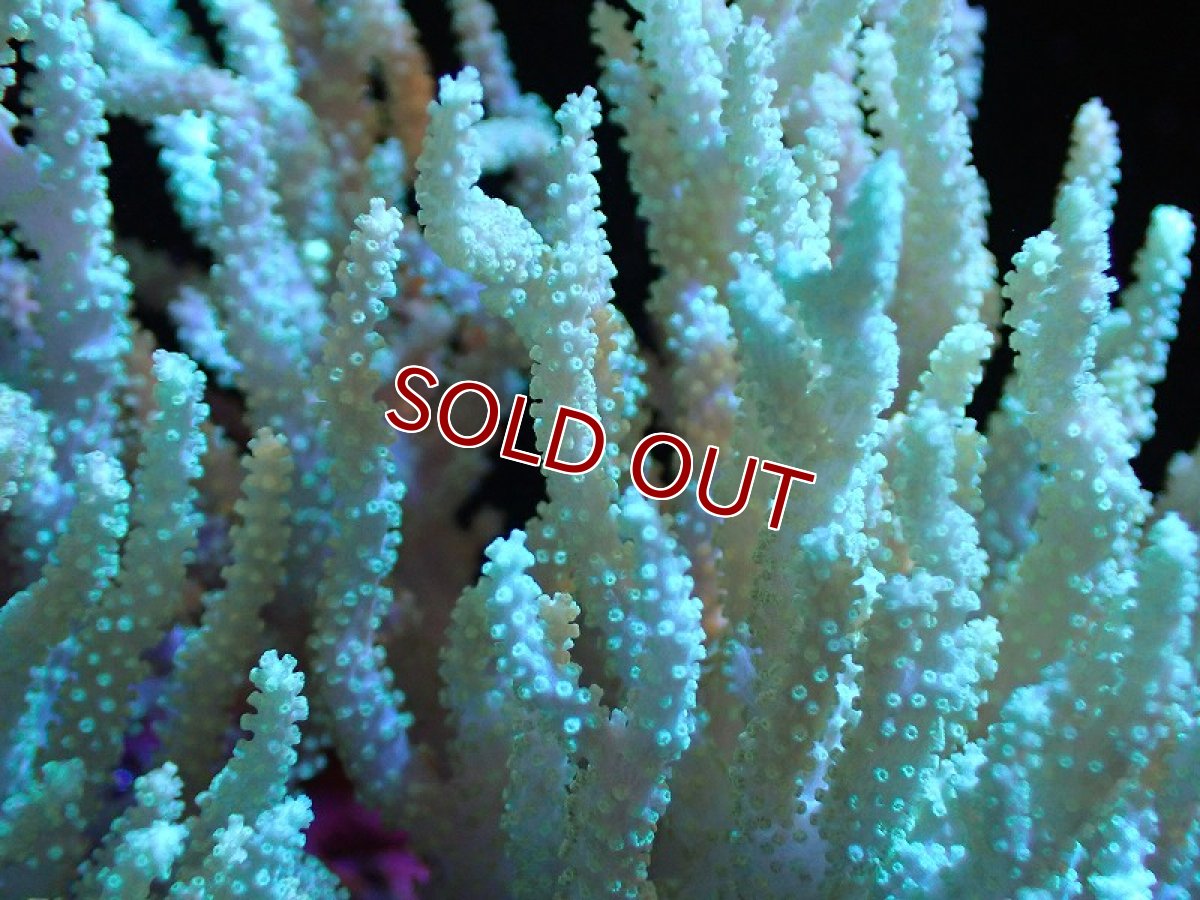 画像2: 【サンゴ】【通販】【沖縄産】ヤナギカタトサカ（ML)（個体販売）（±15-20cm)No.1（生体）（サンゴ） (2)