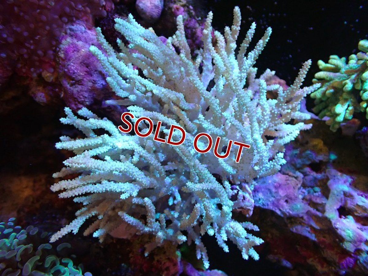 画像1: 【サンゴ】【通販】【沖縄産】ヤナギカタトサカ（ML)（個体販売）（±15-20cm)No.2（生体）（サンゴ） (1)