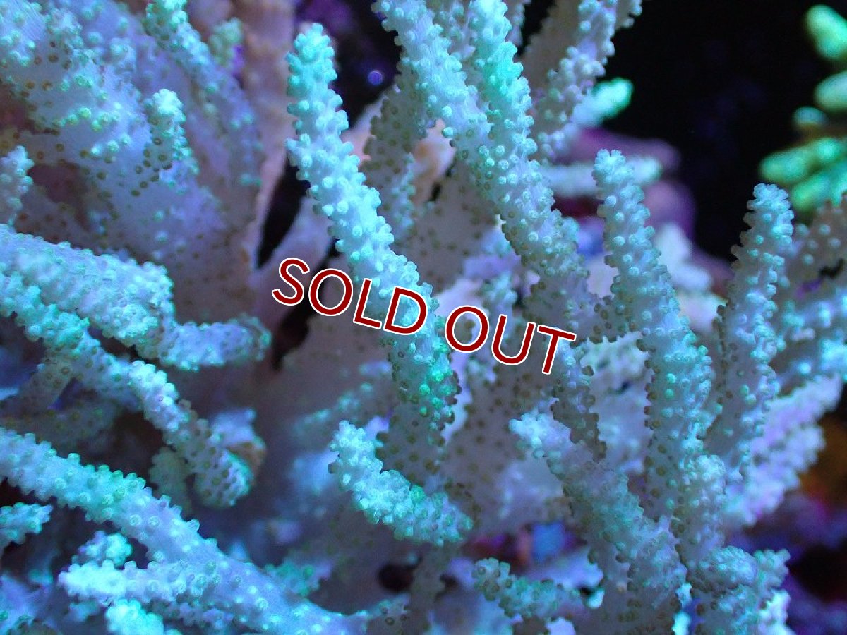 画像2: 【サンゴ】【通販】【沖縄産】ヤナギカタトサカ（ML)（個体販売）（±15-20cm)No.2（生体）（サンゴ） (2)