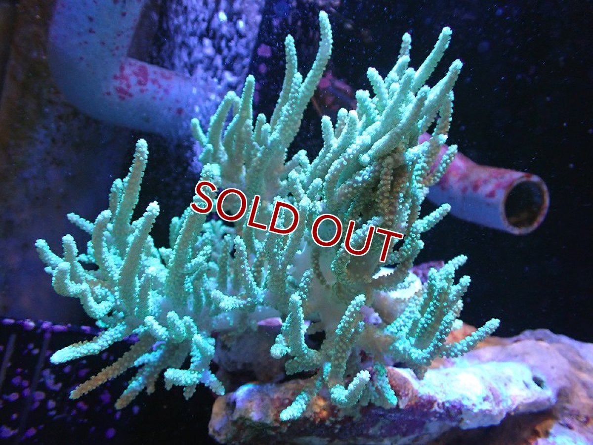 画像1: 【サンゴ】【通販】【沖縄産】ヤナギカタトサカ（ML)ライトグリーン（個体販売）（±15cm)No.1（生体）（サンゴ） (1)