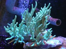 画像1: 【送料無料対象商品】【サンゴ】【通販】【沖縄産】ヤナギカタトサカ（ML)ライトグリーン（個体販売）（±15cm)No.1（生体）（サンゴ） (1)