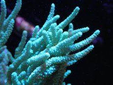 画像2: 【送料無料対象商品】【サンゴ】【通販】【沖縄産】ヤナギカタトサカ（ML)ライトグリーン（個体販売）（±15cm)No.1（生体）（サンゴ） (2)