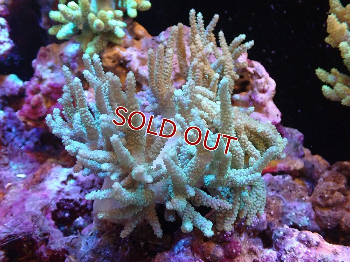 画像1: 【サンゴ】【通販】【沖縄産】ヤナギカタトサカ（M)ライトグリーン（個体販売）（±13cm)No.2（生体）（サンゴ） (1)