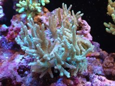 画像1: 【送料無料対象商品】【サンゴ】【通販】【沖縄産】ヤナギカタトサカ（M)ライトグリーン（個体販売）（±13cm)No.2（生体）（サンゴ） (1)