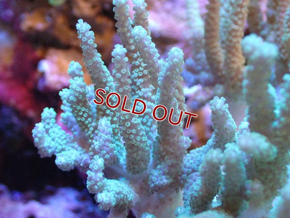 画像2: 【サンゴ】【通販】【沖縄産】ヤナギカタトサカ（M)ライトグリーン（個体販売）（±13cm)No.2（生体）（サンゴ） (2)