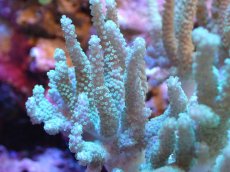 画像2: 【送料無料対象商品】【サンゴ】【通販】【沖縄産】ヤナギカタトサカ（M)ライトグリーン（個体販売）（±13cm)No.2（生体）（サンゴ） (2)