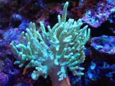 画像1: 【送料無料対象商品】【サンゴ】【通販】【沖縄産】ヤナギカタトサカ（M)ライトグリーン（個体販売）（±13cm)No.3（生体）（サンゴ） (1)