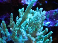 画像2: 【送料無料対象商品】【サンゴ】【通販】【沖縄産】ヤナギカタトサカ（M)ライトグリーン（個体販売）（±13cm)No.3（生体）（サンゴ） (2)