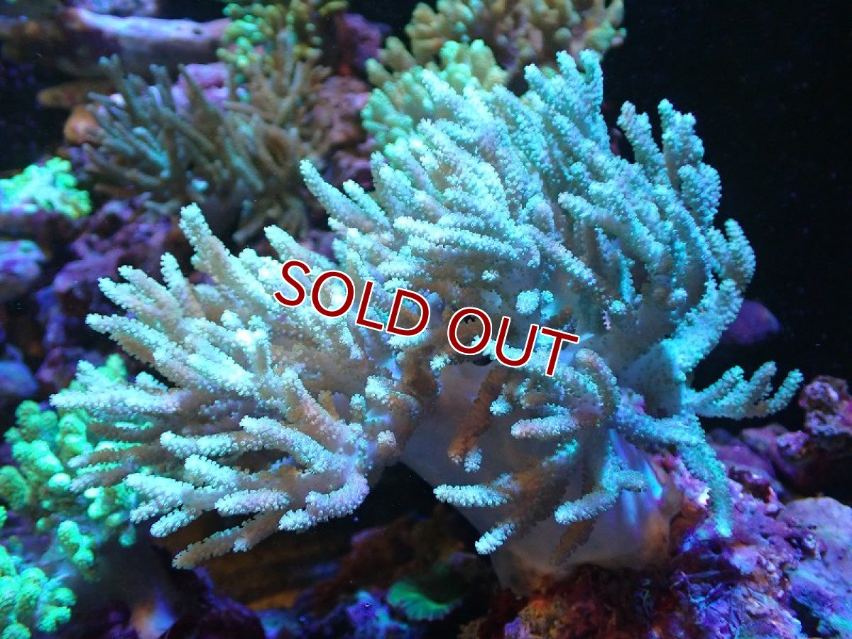 画像1: 【サンゴ】【通販】【沖縄産】ヤナギカタトサカ（L)ライトグリーン（個体販売）（±18cm)No.4（生体）（サンゴ） (1)