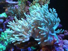 画像1: 【送料無料対象商品】【サンゴ】【通販】【沖縄産】ヤナギカタトサカ（L)ライトグリーン（個体販売）（±18cm)No.4（生体）（サンゴ） (1)