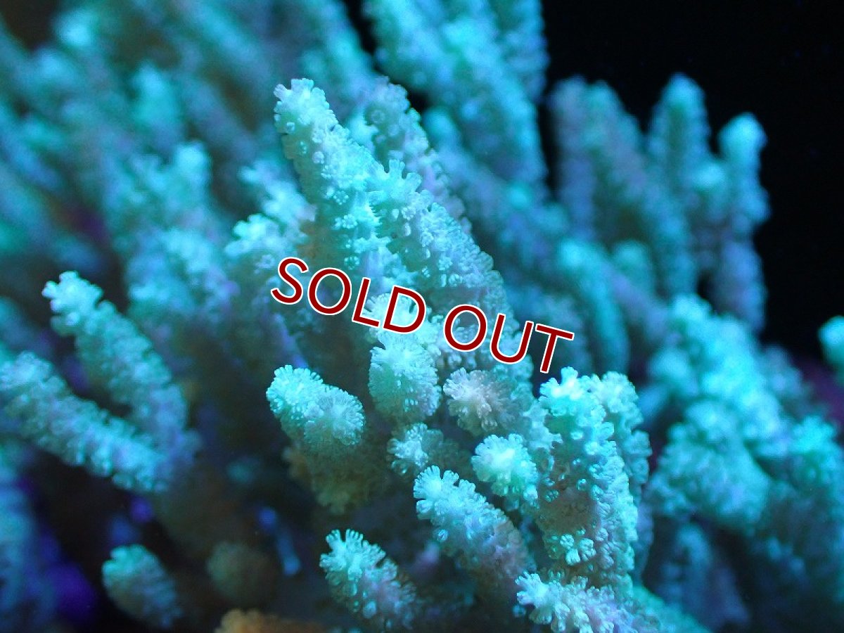 画像2: 【サンゴ】【通販】【沖縄産】ヤナギカタトサカ（L)ライトグリーン（個体販売）（±18cm)No.4（生体）（サンゴ） (2)