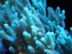 画像2: 【送料無料対象商品】【サンゴ】【通販】【沖縄産】ヤナギカタトサカ（L)ライトグリーン（個体販売）（±18cm)No.4（生体）（サンゴ） (2)