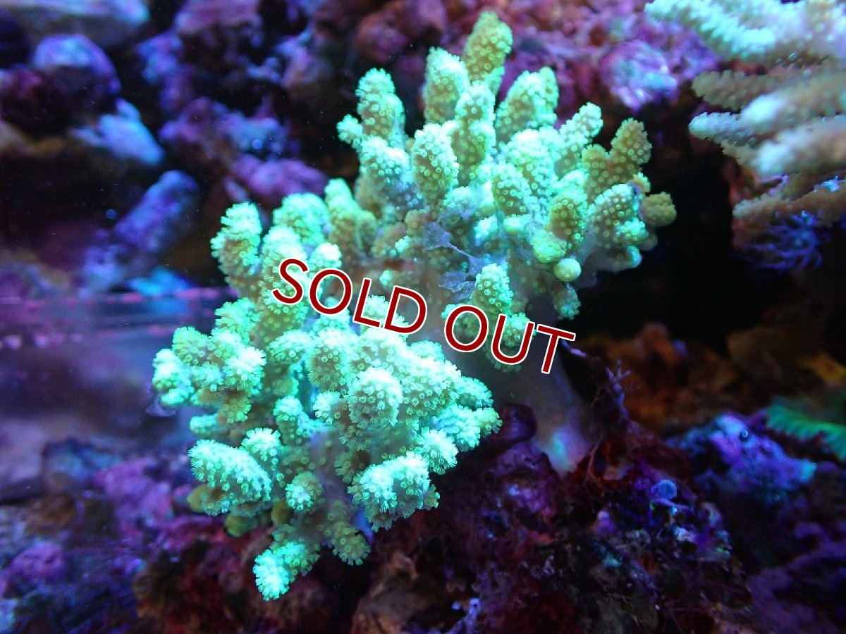 画像1: 【サンゴ】【通販】【沖縄産】ナグラカタトサカ（M)グリーン（個体販売）（±13cm)No.1（生体）（サンゴ） (1)