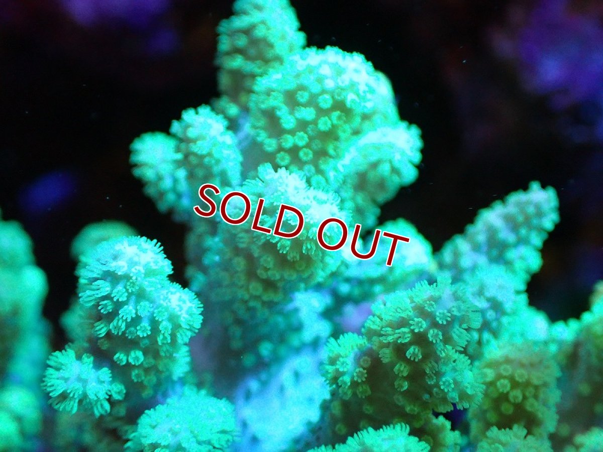 画像2: 【サンゴ】【通販】【沖縄産】ナグラカタトサカ（M)グリーン（個体販売）（±13cm)No.1（生体）（サンゴ） (2)