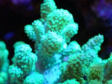 画像2: 【送料無料対象商品】【サンゴ】【通販】【沖縄産】ナグラカタトサカ（M)グリーン（個体販売）（±13cm)No.1（生体）（サンゴ） (2)