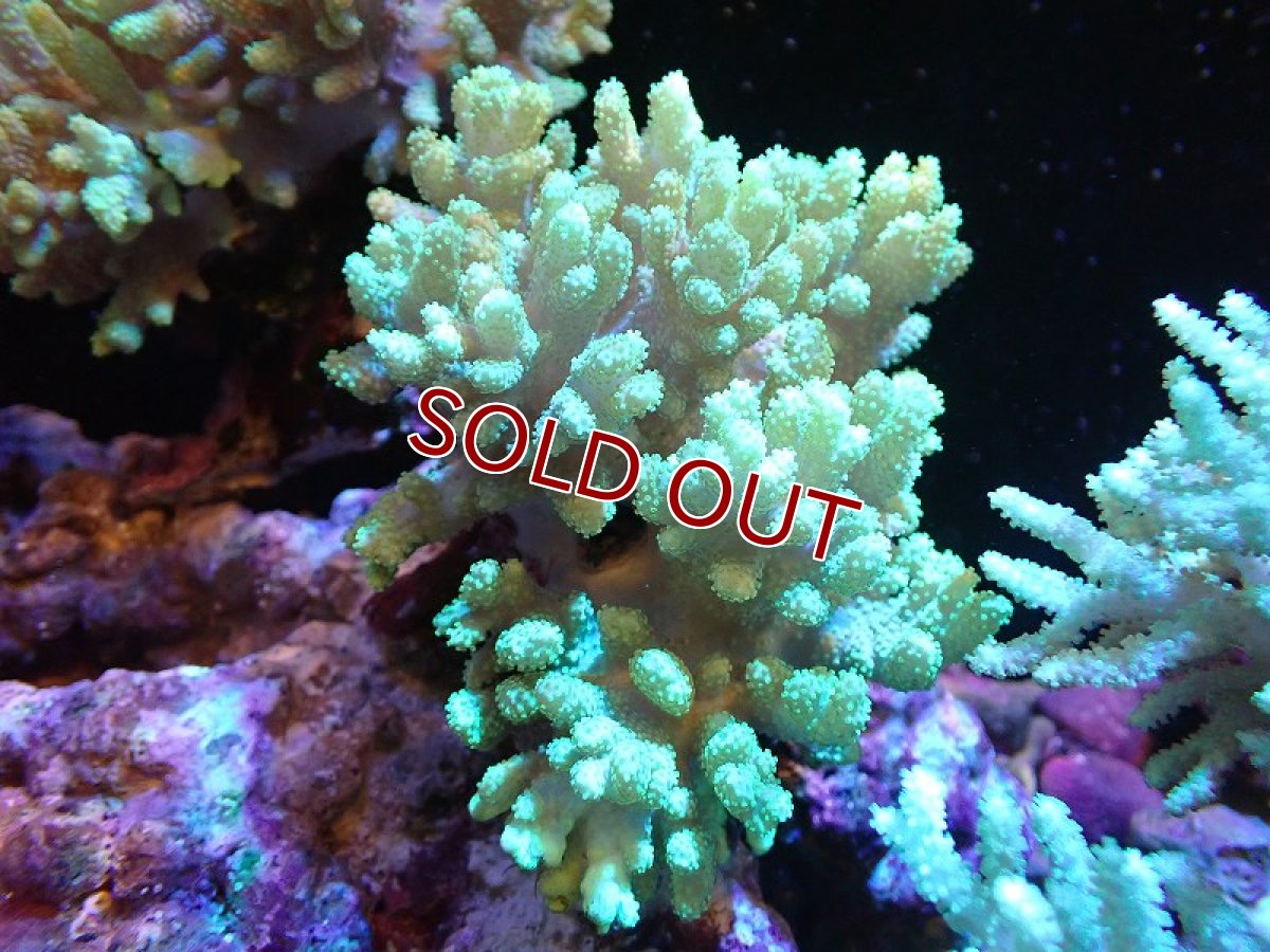 画像1: 【サンゴ】【通販】【沖縄産】ナグラカタトサカ（M)グリーン（個体販売）（±13cm)No.2（生体）（サンゴ） (1)