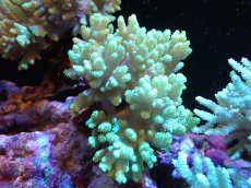 画像1: 【送料無料対象商品】【サンゴ】【通販】【沖縄産】ナグラカタトサカ（M)グリーン（個体販売）（±13cm)No.2（生体）（サンゴ） (1)