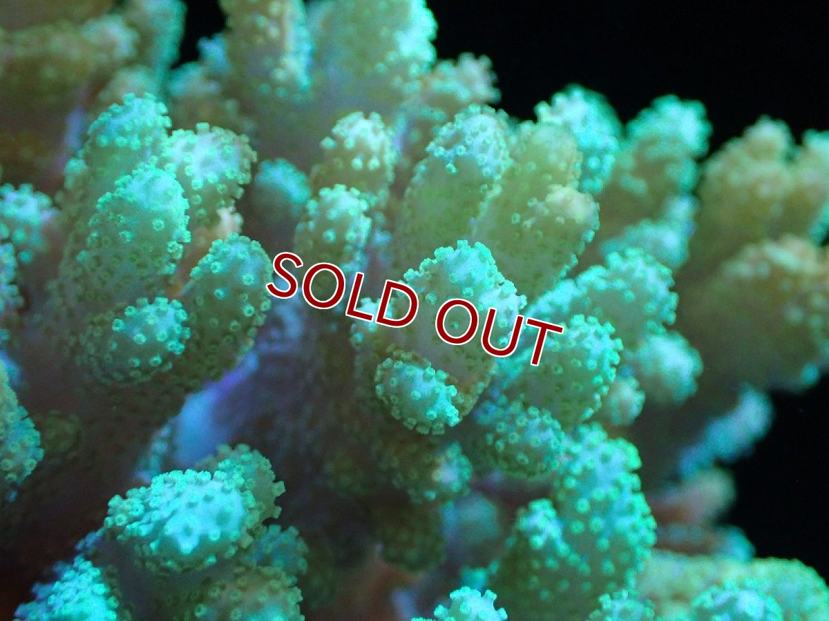 画像2: 【サンゴ】【通販】【沖縄産】ナグラカタトサカ（M)グリーン（個体販売）（±13cm)No.2（生体）（サンゴ） (2)