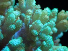 画像2: 【送料無料対象商品】【サンゴ】【通販】【沖縄産】ナグラカタトサカ（M)グリーン（個体販売）（±13cm)No.2（生体）（サンゴ） (2)