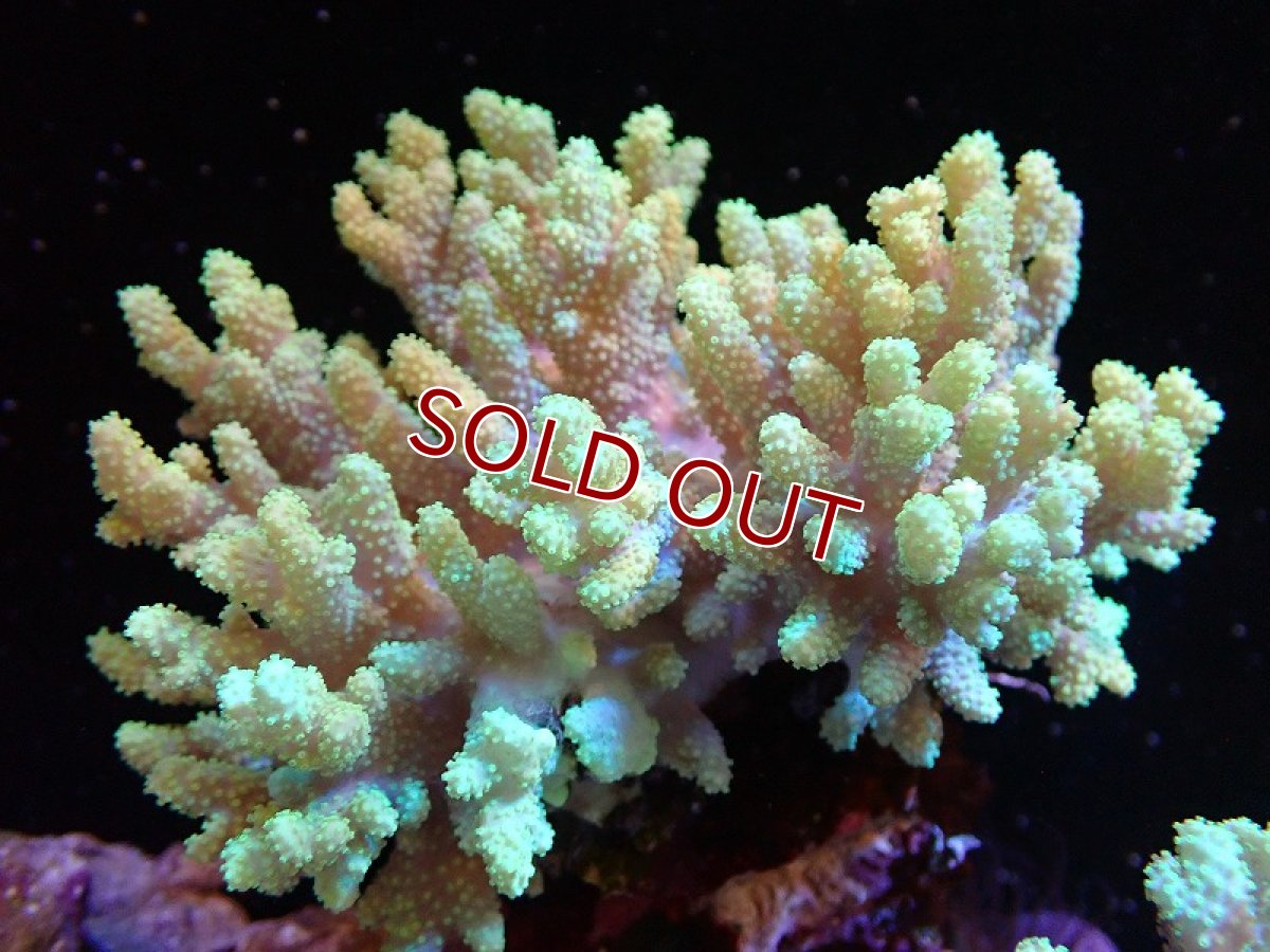 画像1: 【サンゴ】【通販】【沖縄産】ナグラカタトサカ（M)イエローグリーン（個体販売）（±13cm)No.3（生体）（サンゴ） (1)