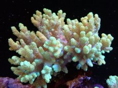 画像1: 【送料無料対象商品】【サンゴ】【通販】【沖縄産】ナグラカタトサカ（M)イエローグリーン（個体販売）（±13cm)No.3（生体）（サンゴ） (1)