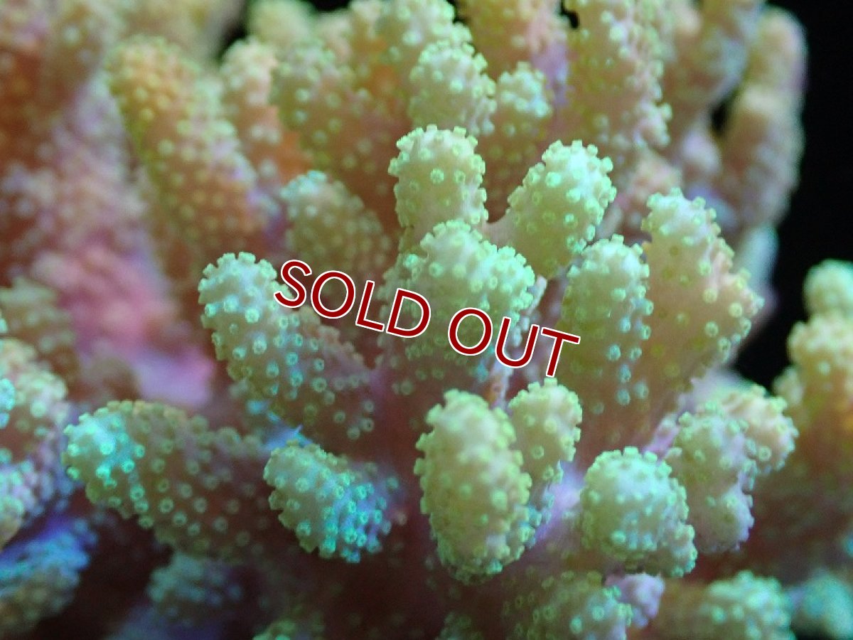 画像2: 【サンゴ】【通販】【沖縄産】ナグラカタトサカ（M)イエローグリーン（個体販売）（±13cm)No.3（生体）（サンゴ） (2)