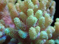 画像2: 【送料無料対象商品】【サンゴ】【通販】【沖縄産】ナグラカタトサカ（M)イエローグリーン（個体販売）（±13cm)No.3（生体）（サンゴ） (2)