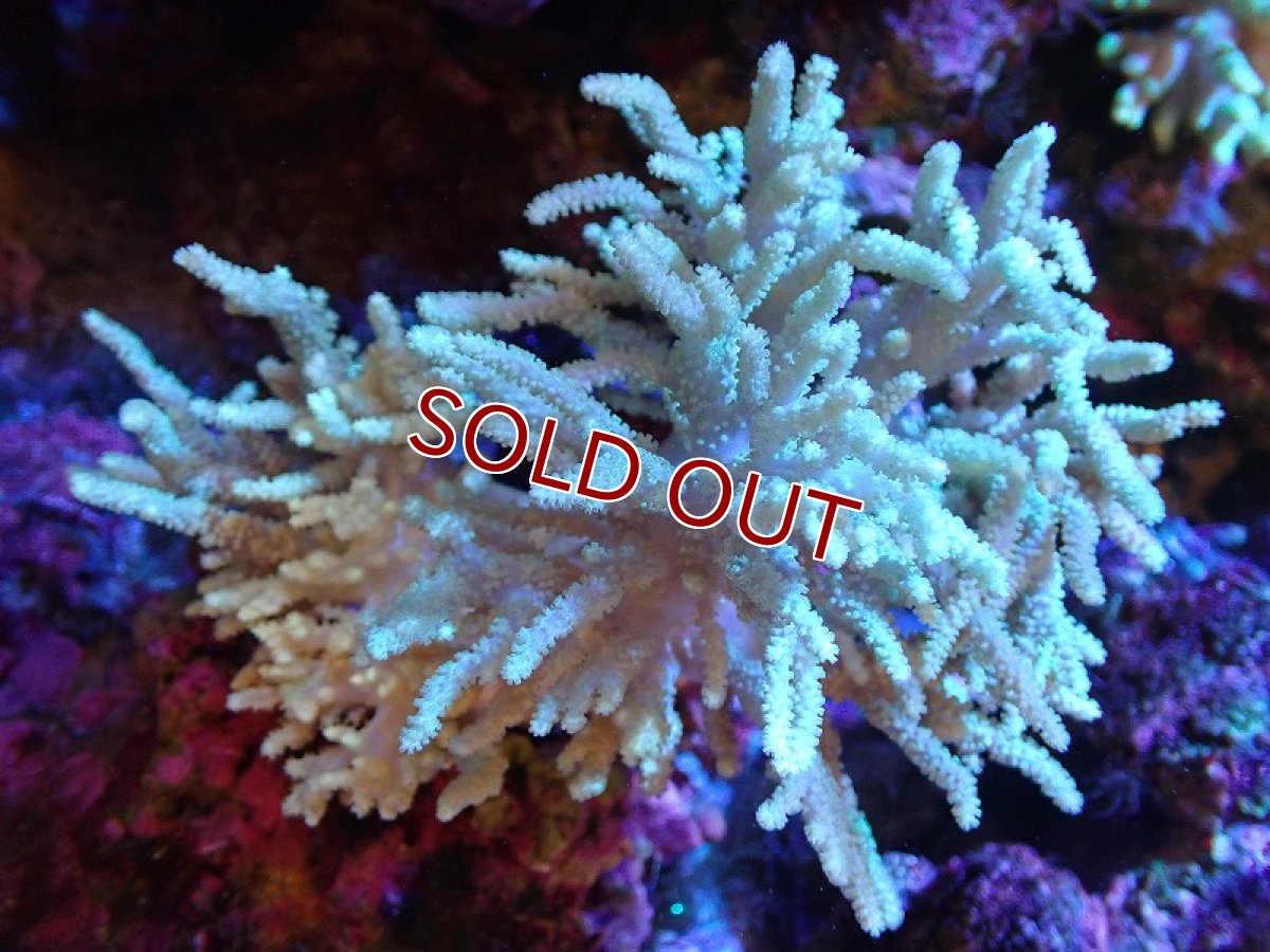 画像1: 【サンゴまとめ買い割引き10％〜20%OFF対象商品】【サンゴ】【通販】【沖縄産】ヤナギカタトサカトサカ (M）ライトグリーン（個体販売）（±15cm)No.3（生体）（サンゴ） (1)