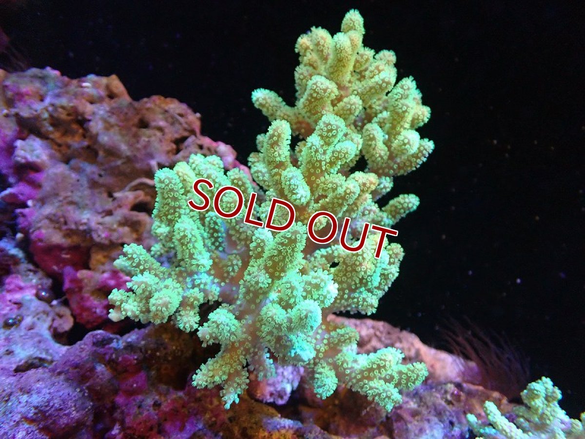 画像1: 【サンゴまとめ買い割引き10％〜20%OFF対象商品】【サンゴ】【通販】【沖縄産】ナグラカタカトサカ (M）グリーン（個体販売）（±15cm)No.3（生体）（サンゴ） (1)