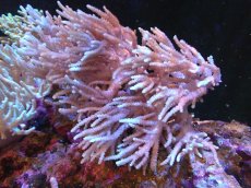 画像1: 【サンゴまとめ買い割引き10％〜20%OFF対象商品】【サンゴ】【通販】【沖縄産】ヤナギカタトサカ（L)（個体販売）（生体）（サンゴ） (1)