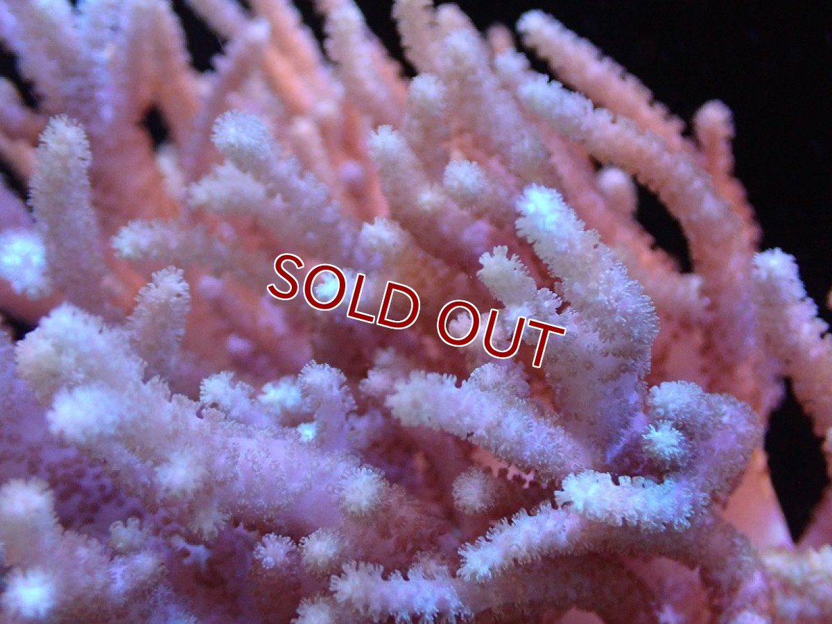 画像2: 【サンゴ】【通販】【沖縄産】ヤナギカタトサカ（L)（個体販売）（生体）（サンゴ） (2)