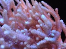 画像2: 【サンゴまとめ買い割引き10％〜20%OFF対象商品】【サンゴ】【通販】【沖縄産】ヤナギカタトサカ（L)（個体販売）（生体）（サンゴ） (2)