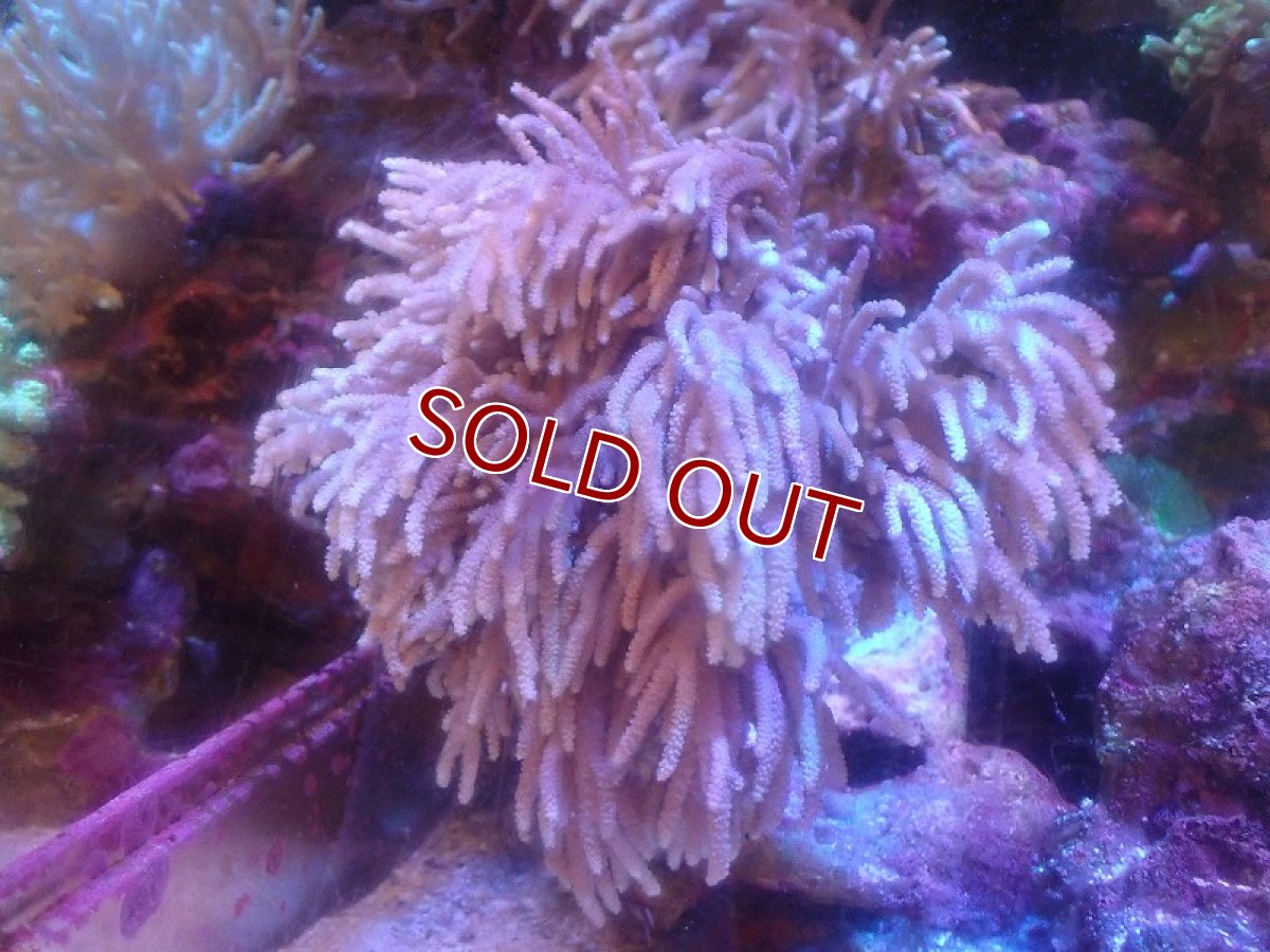 画像1: 【サンゴ】【通販】【沖縄産】ヤナギカタトサカ（L)（個体販売）（生体）（サンゴ） (1)