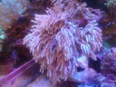 画像1: 【サンゴまとめ買い割引き10％〜20%OFF対象商品】【サンゴ】【通販】【沖縄産】ヤナギカタトサカ（L)（個体販売）（生体）（サンゴ） (1)