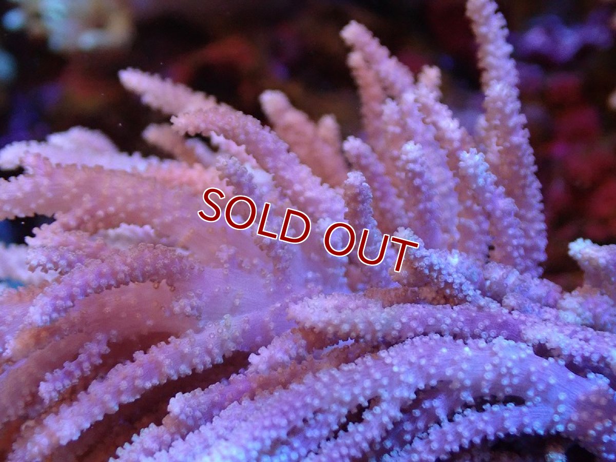 画像2: 【サンゴ】【通販】【沖縄産】ヤナギカタトサカ（L)（個体販売）（生体）（サンゴ） (2)