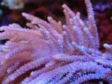 画像2: 【サンゴまとめ買い割引き10％〜20%OFF対象商品】【サンゴ】【通販】【沖縄産】ヤナギカタトサカ（L)（個体販売）（生体）（サンゴ） (2)