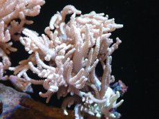 画像1: 【サンゴまとめ買い割引き10％〜20%OFF対象商品】 【サンゴ】【通販】【沖縄産】ヤナギカタトサカ（Mサイズ）（個体販売）（±15cm)No.1（生体）（サンゴ） (1)