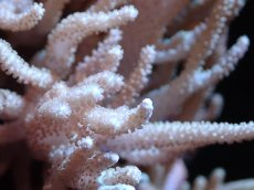 画像2: 【サンゴまとめ買い割引き10％〜20%OFF対象商品】 【サンゴ】【通販】【沖縄産】ヤナギカタトサカ（Mサイズ）（個体販売）（±15cm)No.1（生体）（サンゴ） (2)