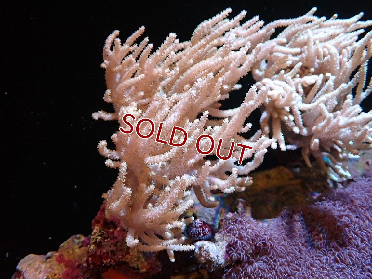 画像1: 【サンゴ】【通販】【沖縄産】ヤナギカタトサカ（Mサイズ）（個体販売）（±15cm)No.2（生体）（サンゴ） (1)