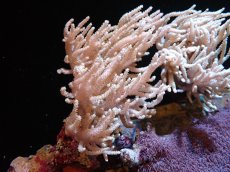 画像1: 【サンゴまとめ買い割引き10％〜20%OFF対象商品】 【サンゴ】【通販】【沖縄産】ヤナギカタトサカ（Mサイズ）（個体販売）（±15cm)No.2（生体）（サンゴ） (1)