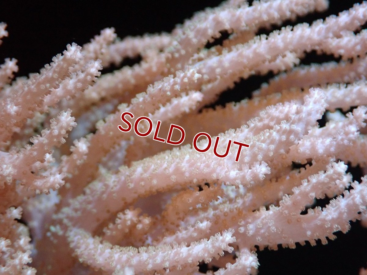 画像2: 【サンゴ】【通販】【沖縄産】ヤナギカタトサカ（Mサイズ）（個体販売）（±15cm)No.2（生体）（サンゴ） (2)