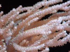 画像2: 【サンゴまとめ買い割引き10％〜20%OFF対象商品】 【サンゴ】【通販】【沖縄産】ヤナギカタトサカ（Mサイズ）（個体販売）（±15cm)No.2（生体）（サンゴ） (2)