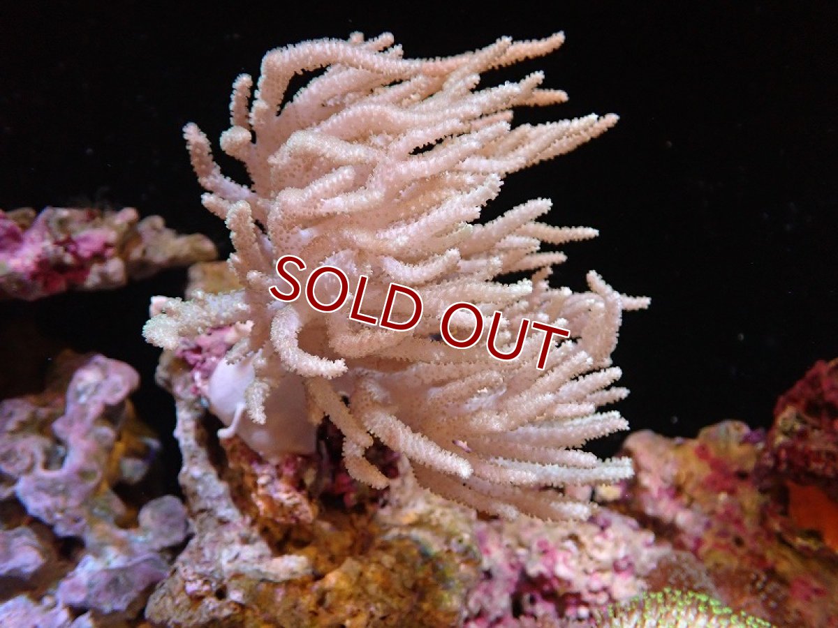 画像1: 【サンゴ】【通販】【沖縄産】ヤナギカタトサカ（Mサイズ）（個体販売）（±15cm)No.3（生体）（サンゴ） (1)