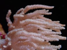 画像2: 【サンゴ】【通販】【沖縄産】ヤナギカタトサカ（Mサイズ）（個体販売）（±15cm)No.3（生体）（サンゴ） (2)