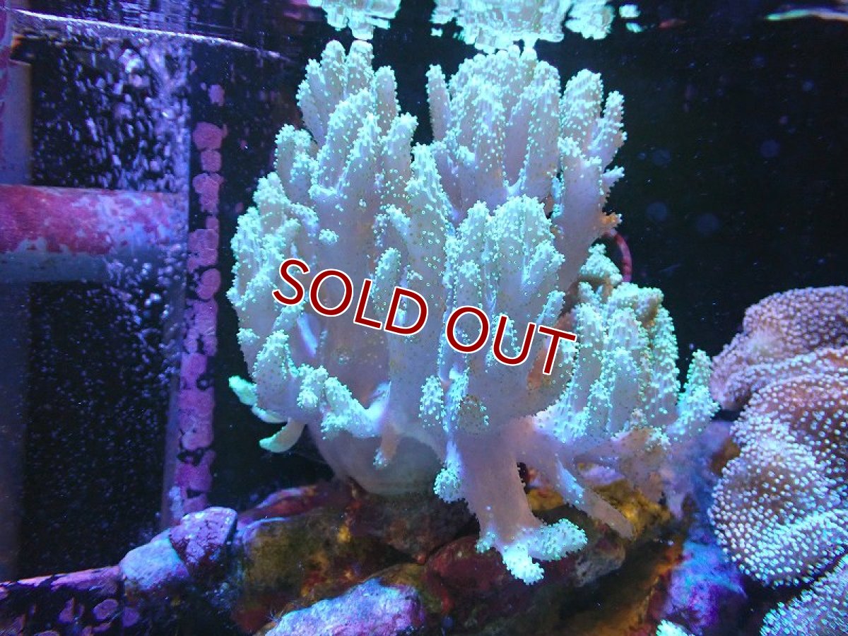 画像1: 【サンゴ】【通販】【沖縄産】ナグラカタトサカ（Mサイズ）グリーン（個体販売）（±15cm)No.4（生体）（サンゴ） (1)