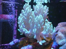 画像1: 【サンゴまとめ買い割引き10％〜20%OFF対象商品】 【サンゴ】【通販】【沖縄産】ナグラカタトサカ（Mサイズ）グリーン（個体販売）（±15cm)No.4（生体）（サンゴ） (1)